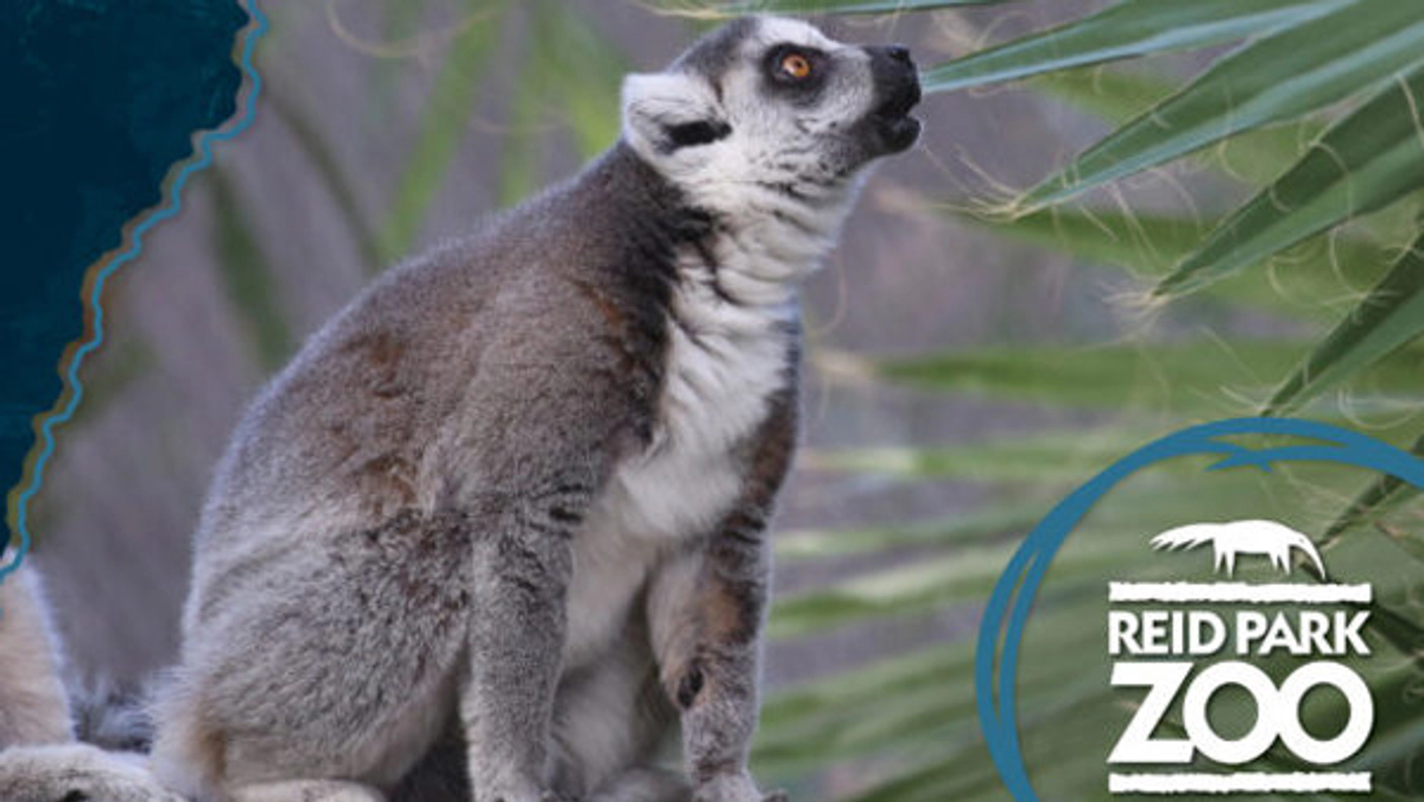 Win tickets to Summer Safari Nights at the Reid Park Zoo - Thumbnail Image