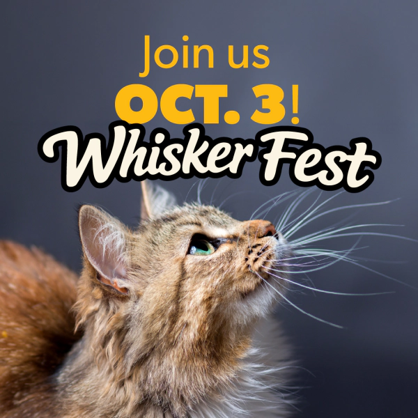 Whisker Fest - Trans-Siberian Orchestra