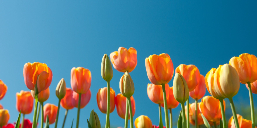 Take Our - Your Favorite Part of Spring -  Mini-Survey!