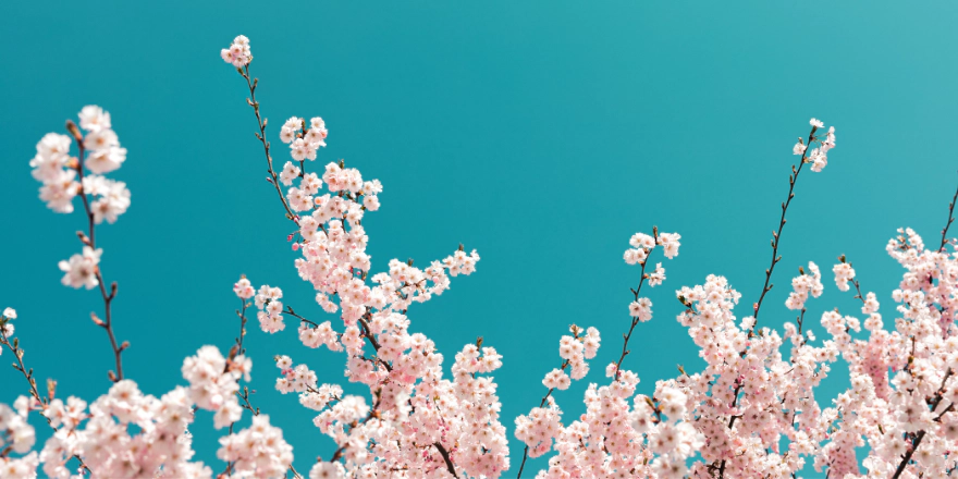 Take Our - Guess The State Flower - Quiz