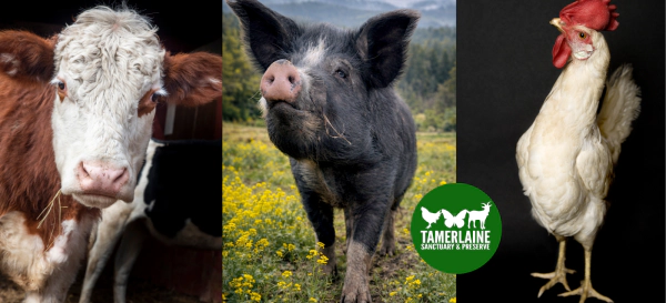 Win a Tamerlaine Sanctuary and Preserve Family 4 Pack!
