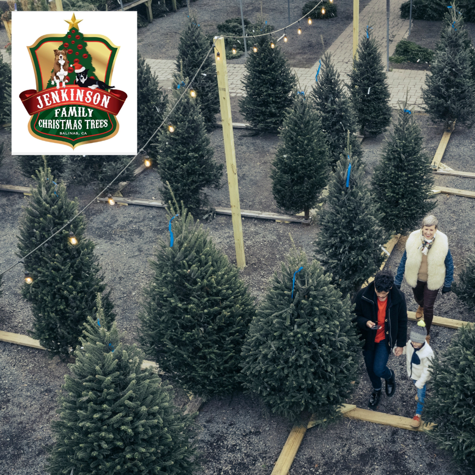 Win a Live Christmas Tree from Jenkinson Family Christmas Trees!