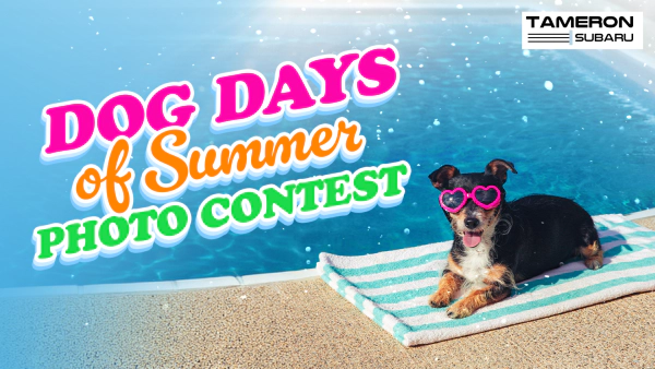 Dog Days of Summer Photo Contest